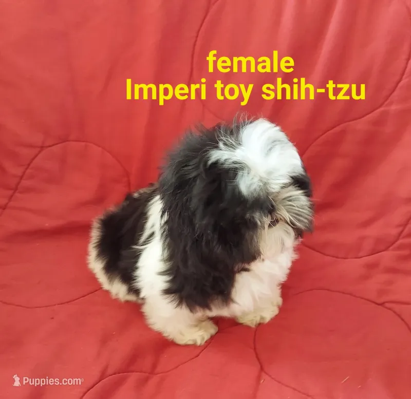 Misty. – Shih Tzu puppy for sale in Detroit, MI