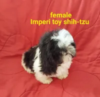 Misty., a female Shih Tzu for sale in Detroit, MI – Photo 1 of 3