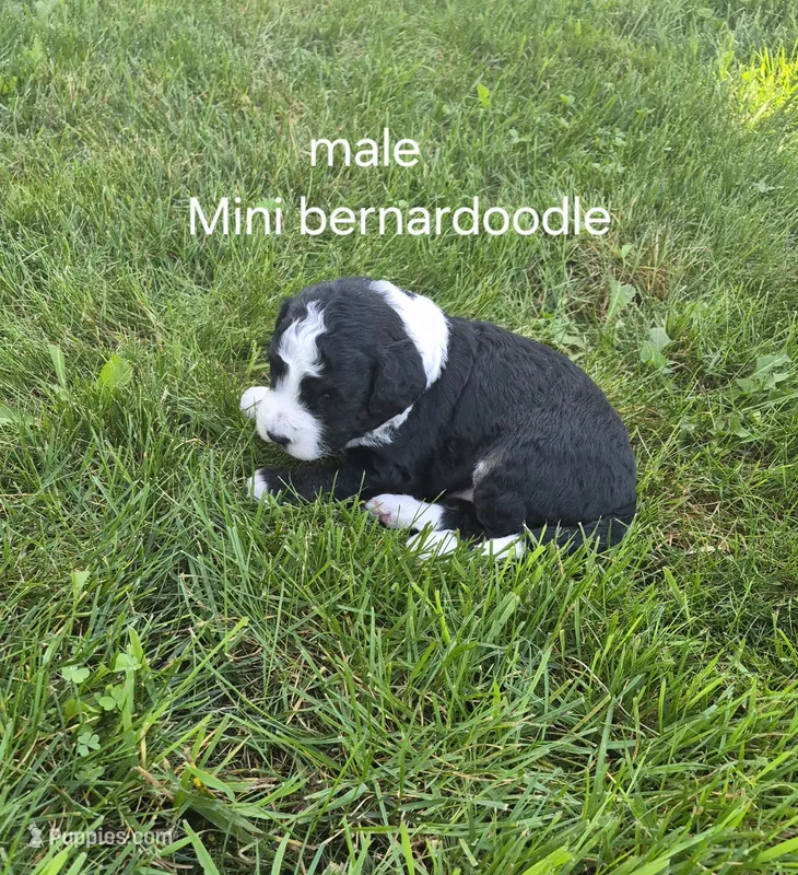 Jesse. – Bernedoodle puppy for sale in Detroit, MI
