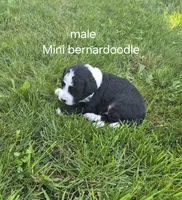 Jesse., a male Bernedoodle for sale in Detroit, MI – 1 of 6