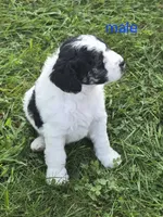 Spider., a male Miniature Bernedoodle for sale in Detroit, MI – 2 of 2