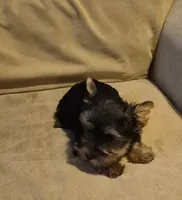  joker, a male Yorkshire Terrier for sale in Detroit, MI – 2 of 9