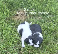 Jesse., a male Bernedoodle for sale in Detroit, MI – 4 of 6