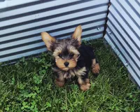 Batman, a male Yorkshire Terrier for sale in Detroit, MI – 2 of 5