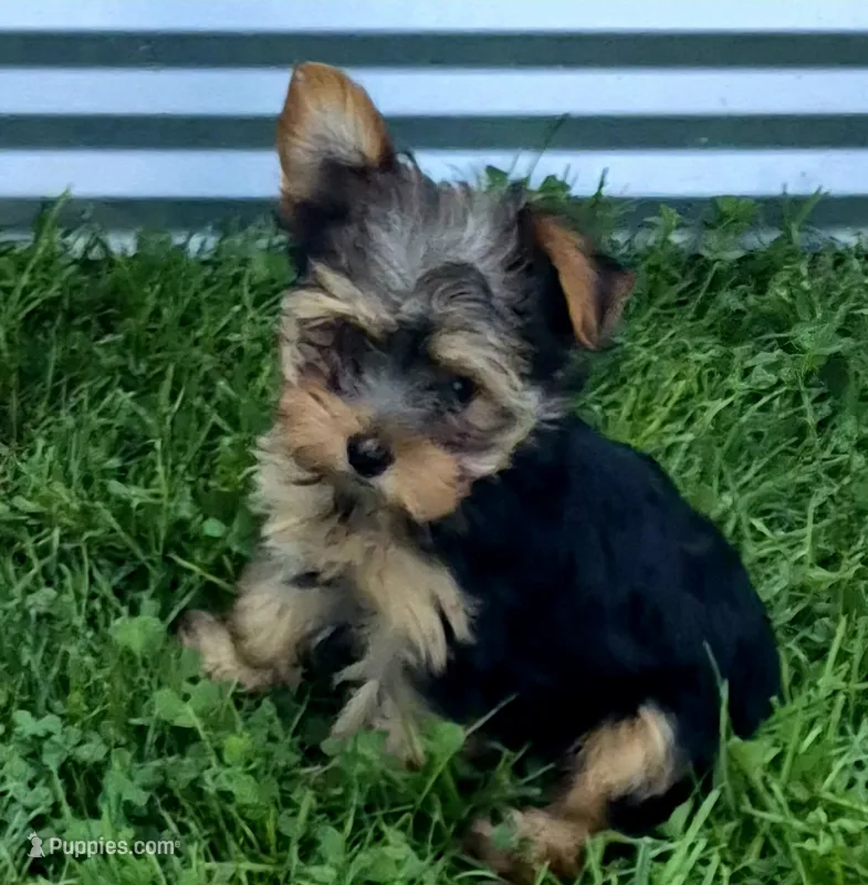 Robin  – Yorkshire Terrier puppy for sale in Detroit, MI