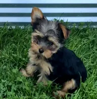 Robin , a male Yorkshire Terrier for sale in Detroit, MI – 1 of 6