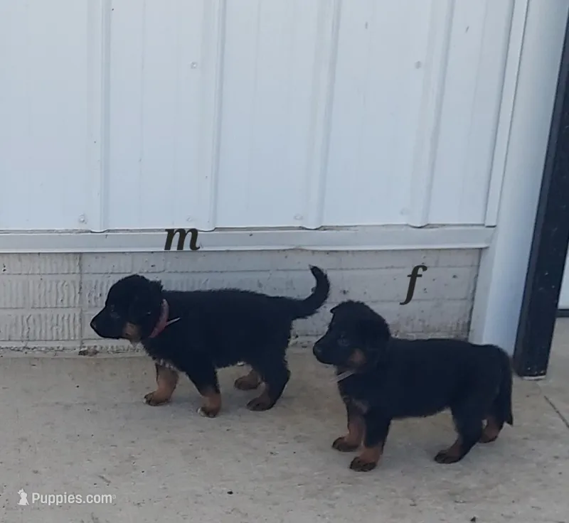 Adam – German Shepherd Dog puppy for sale in Detroit, MI