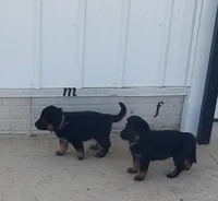 Adam, a male German Shepherd Dog for sale in Detroit, MI – Photo 1 of 3