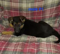 Adam, a male German Shepherd Dog for sale in Detroit, MI – Photo 3 of 8