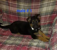 Adam, a male German Shepherd Dog for sale in Detroit, MI – Photo 2 of 8
