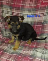 Adam, a male German Shepherd Dog for sale in Detroit, MI – Photo 5 of 8