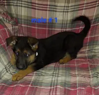 Adam, a male German Shepherd Dog for sale in Detroit, MI – Photo 1 of 8