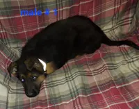 Adam, a male German Shepherd Dog for sale in Detroit, MI – Photo 6 of 8