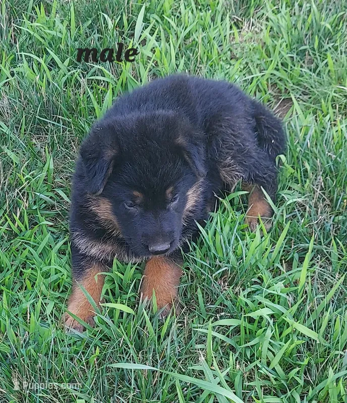 Adam – German Shepherd Dog puppy for sale in Detroit, MI