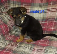 Adam, a male German Shepherd Dog for sale in Detroit, MI – Photo 4 of 8
