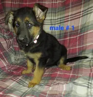 Adam, a male German Shepherd Dog for sale in Detroit, MI – Photo 7 of 8