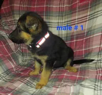Adam, a male German Shepherd Dog for sale in Detroit, MI – Photo 8 of 8