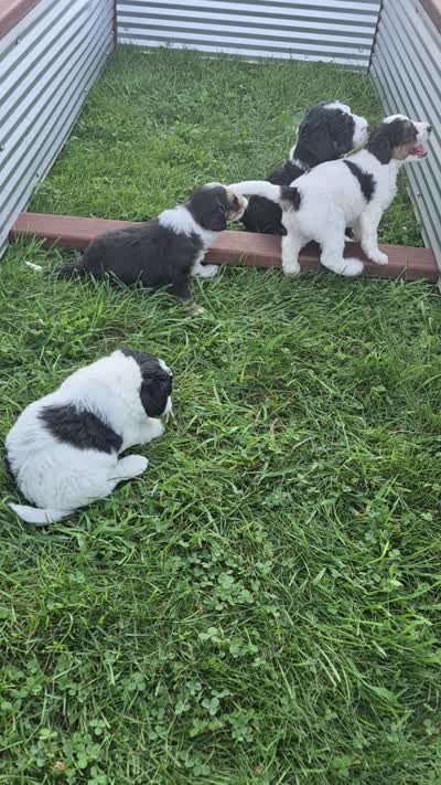 Rose and Sophia., a female Bernedoodle for sale in Detroit, MI – 10 of 10