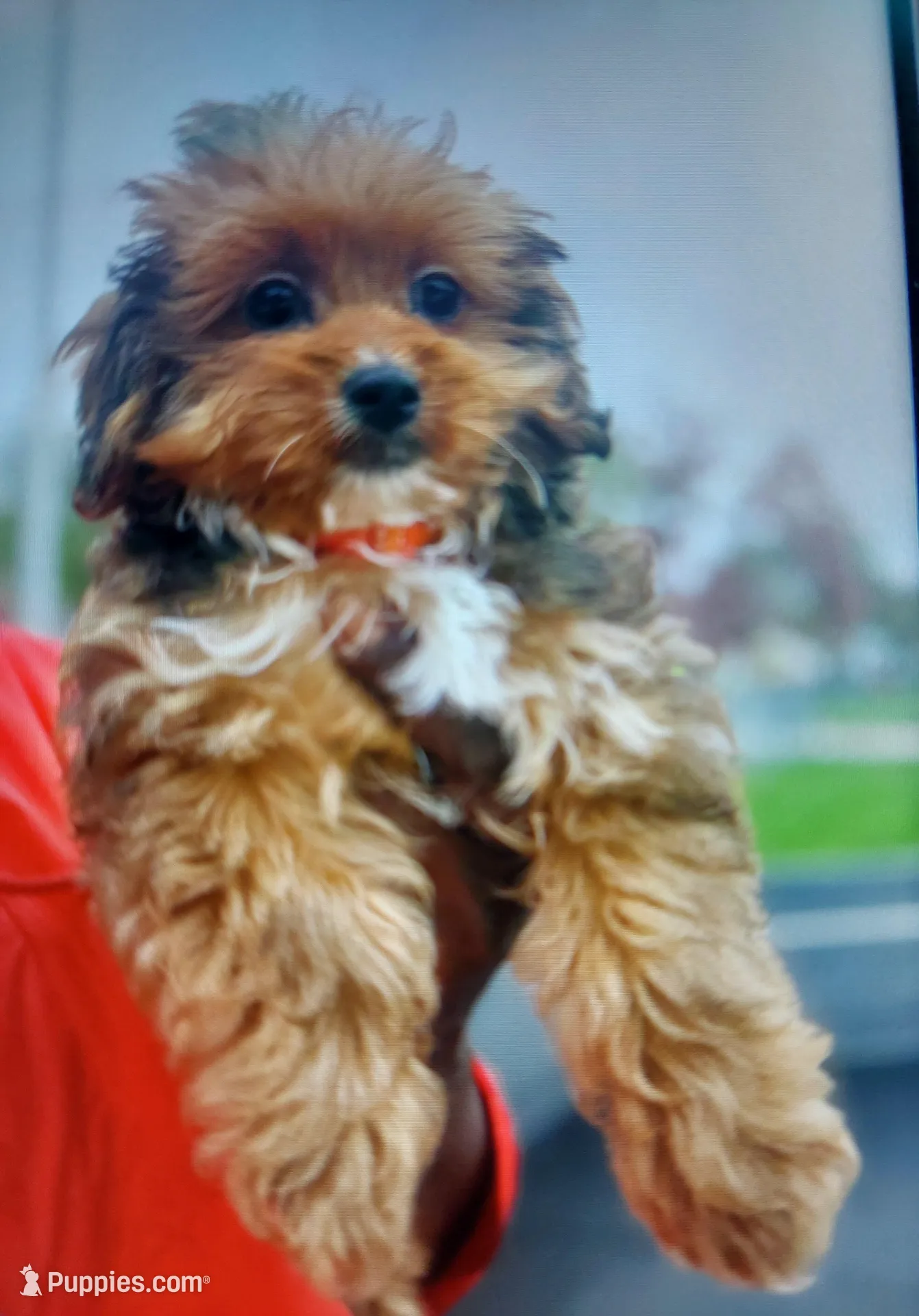 Rio, a male Shihpoo for sale in Detroit, MI – Photo 1 of 3
