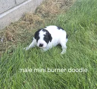 Jesse., a male Bernedoodle for sale in Detroit, MI – 2 of 6