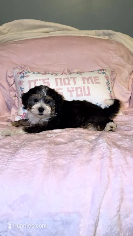 Pepper – Miniature Bernedoodle puppy for sale in Detroit, MI