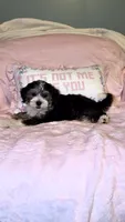 Pepper, a female Miniature Bernedoodle for sale in Detroit, MI – 1 of 3