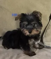 Jojo , a male Yorkshire Terrier for sale in Detroit, MI – 2 of 9
