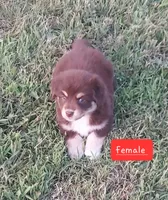 sugar, a female Miniature Australian Shepherd for sale in Detroit, MI – 2 of 2