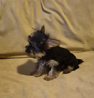  joker, a male Yorkshire Terrier for sale in Detroit, MI – 5 of 9