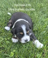 Pepper, a female Bernedoodle for sale in Detroit, MI – 7 of 10