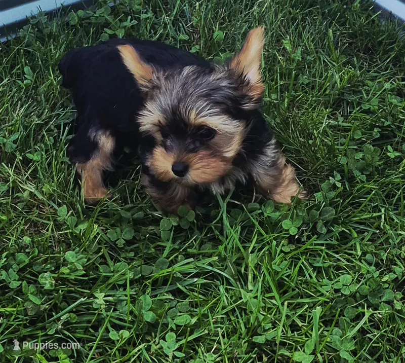 Batman – Yorkshire Terrier puppy for sale in Detroit, MI