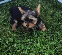 Batman, a male Yorkshire Terrier for sale in Detroit, MI – 1 of 5