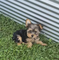Robin , a male Yorkshire Terrier for sale in Detroit, MI – 4 of 6