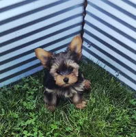 Batman, a male Yorkshire Terrier for sale in Detroit, MI – 3 of 5