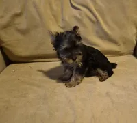  joker, a male Yorkshire Terrier for sale in Detroit, MI – 6 of 9