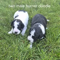 Jesse., a male Bernedoodle for sale in Detroit, MI – 5 of 6