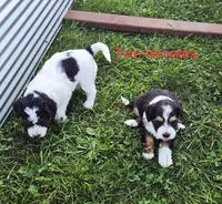 Rose and Sophia., a female Bernedoodle for sale in Detroit, MI – 8 of 10