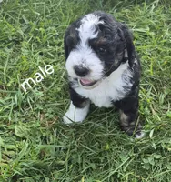 Jesse., a male Miniature Bernedoodle for sale in Detroit, MI – 3 of 9