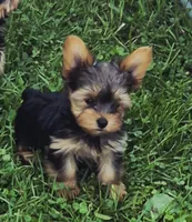 Batman, a male Yorkshire Terrier for sale in Detroit, MI – 5 of 5