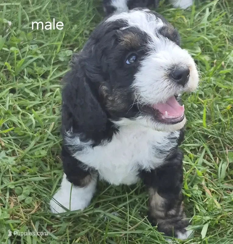 Jesse. – Bernedoodle puppy for sale in Detroit, MI