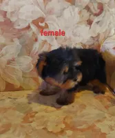 Ava, a female Yorkipoo for sale in Detroit, MI – Photo 3 of 4