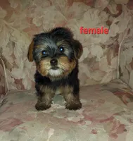 Ava, a female Yorkipoo for sale in Detroit, MI – Photo 1 of 4