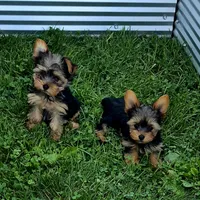 Robin , a male Yorkshire Terrier for sale in Detroit, MI – 6 of 6