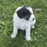 Jesse., a male Miniature Bernedoodle for sale in Detroit, MI – 6 of 9
