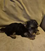  joker, a male Yorkshire Terrier for sale in Detroit, MI – 9 of 9