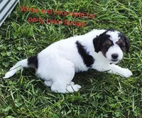 Rose and Sophia., a female Bernedoodle for sale in Detroit, MI – 6 of 10
