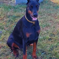 Tasha, a female Doberman Pinscher for sale in Detroit, MI – Photo 3 of 6