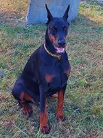 Tasha, a female Doberman Pinscher for sale in Detroit, MI – Photo 3 of 6