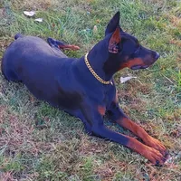 Tasha, a female Doberman Pinscher for sale in Detroit, MI – Photo 6 of 6