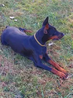Tasha, a female Doberman Pinscher for sale in Detroit, MI – Photo 6 of 6